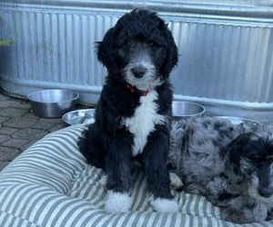 Bernedoodle-Doodle Mix Puppy for sale in ELBE, WA, USA