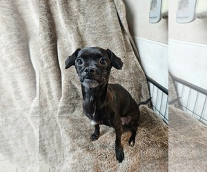 Chug Dogs for adoption in El Centro, CA, USA