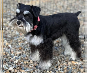 Mother of the Schnauzer (Miniature) puppies born on 05/31/2025