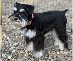 Small Photo #1 Schnauzer (Miniature) Puppy For Sale in VAN ALSTYNE, TX, USA