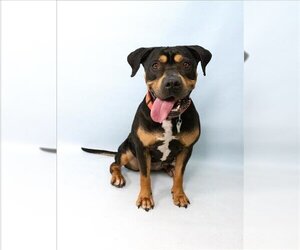 Rottweiler-American Pit Bull Terrier Dogs for adoption in Fort Collins, CO, USA