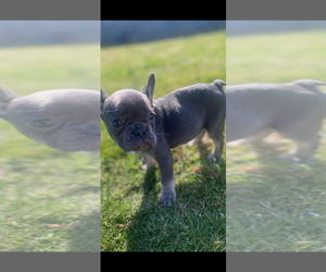Medium French Bulldog