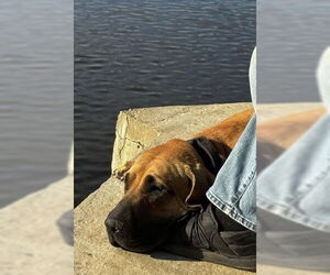 Fila Brasileiro Dogs for adoption in Jasper, AL, USA