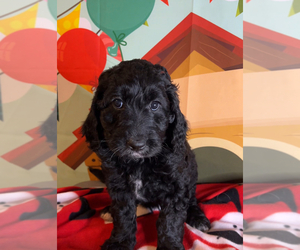 Medium English Cream Golden Retriever-Poodle (Standard) Mix