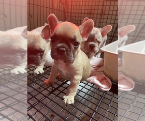 French Bulldog Puppy for sale in PUYALLUP, WA, USA