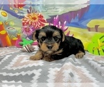Small #3 Morkie