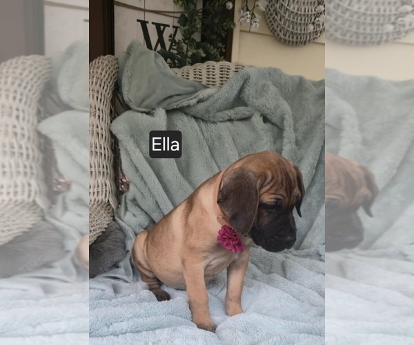 Medium Photo #3 Cane Corso Puppy For Sale in MINERAL WELLS, WV, USA