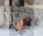 Small #2 Cane Corso