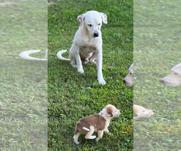 Medium Photo #5 Mutt Puppy For Sale in Crystal, MN, USA