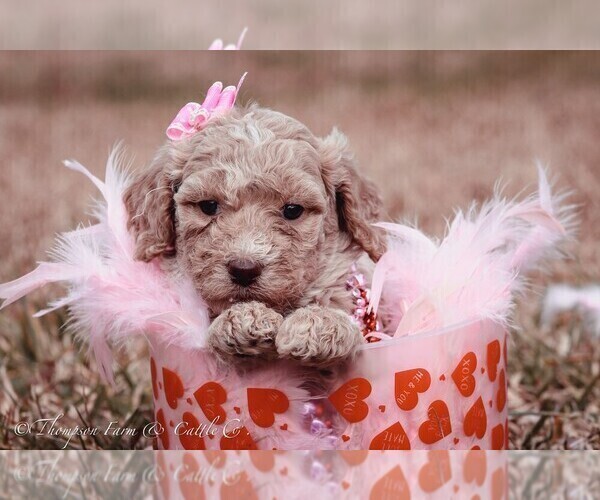 Medium Photo #5 Goldendoodle Puppy For Sale in BARNESVILLE, GA, USA