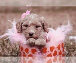 Small Photo #5 Goldendoodle Puppy For Sale in BARNESVILLE, GA, USA