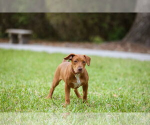 Hank - Male Mutt Dog for Adoption - Photo #3