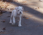 Puppy Benny Boxer