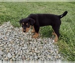 Small #7 Airedale Terrier-Bernese Mountain Dog Mix