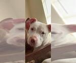 Small American Staffordshire Terrier