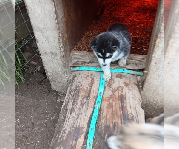 Medium Photo #6 Alaskan Malamute Puppy For Sale in SMYRNA, NY, USA
