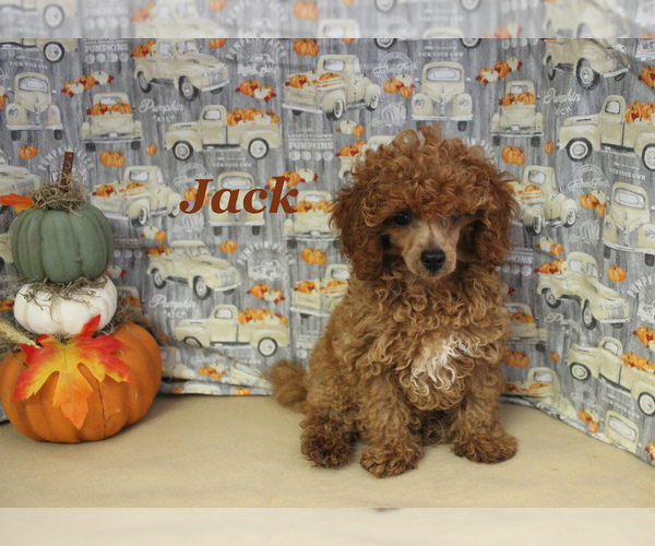 Medium Photo #11 Poodle (Toy) Puppy For Sale in CHANUTE, KS, USA