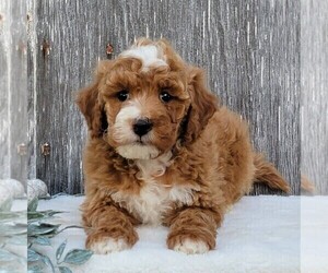 Goldendoodle (Miniature) Puppy for sale in PARKESBURG, PA, USA