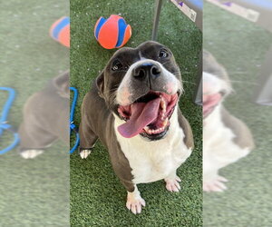 American Staffordshire Terrier Dogs for adoption in Newton, NC, USA