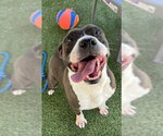 Small American Staffordshire Terrier