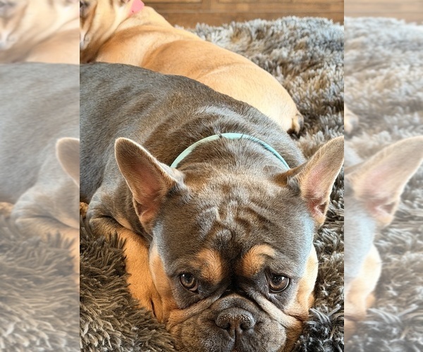Medium Photo #1 French Bulldog Puppy For Sale in PONSFORD, MN, USA