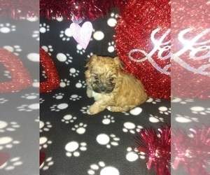 Maltese Puppy for sale in LAPEER, MI, USA