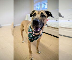 Black Mouth Cur-Unknown Mix Dogs for adoption in Rockaway, NJ, USA