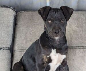 American Staffordshire Terrier-Patterdale Terrier Mix Dog for Adoption in HONOLULU, Hawaii USA