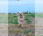 Small #9 American Pit Bull Terrier-Bulldog Mix