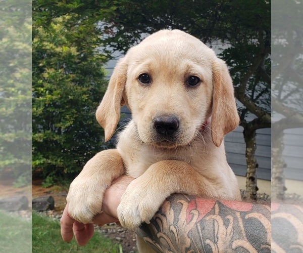 Medium Photo #2 Labrador Retriever Puppy For Sale in OLYMPIA, WA, USA