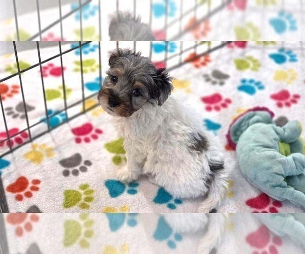 Medium Photo #2 Havapoo Puppy For Sale in ORO VALLEY, AZ, USA