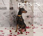 Small #10 Doberman Pinscher