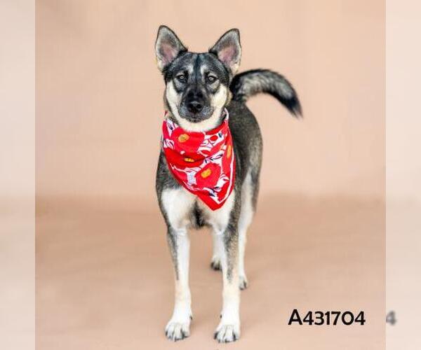 Medium Photo #1 German Shepherd Dog-Unknown Mix Puppy For Sale in Conroe, TX, USA