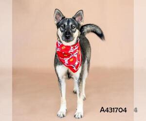 German Shepherd Dog-Unknown Mix Dogs for adoption in Conroe, TX, USA