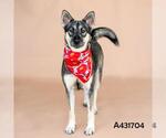 Small German Shepherd Dog Mix