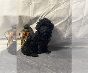 Poodle (Toy) Dogs for adoption in HOPKINSVILLE/PRINCETON, KY, NH, USA