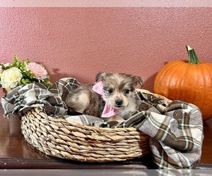 Miniature Schnauzzie Puppy for sale in RICHLAND, MO, USA