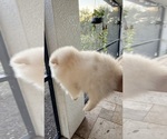 Small Photo #2 Pomeranian Puppy For Sale in LEHIGH ACRES, FL, USA
