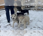 Puppy 2 German Shepherd Dog-Siberian Husky Mix