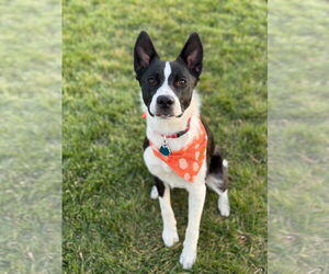 Border Collie-Unknown Mix Dogs for adoption in Salt Lake City, UT, USA