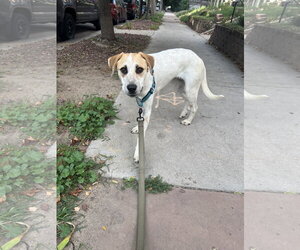 Daphne #4 - Female Great Pyrenees-Texas Heeler Mix Dog for Adoption - Photo #2