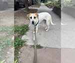 Small #1 Great Pyrenees-Texas Heeler Mix