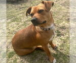 Small #2 Mutt