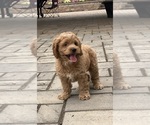 Small #3 Cockapoo
