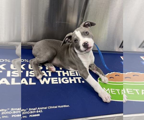 Medium Photo #3 American Pit Bull Terrier-Unknown Mix Puppy For Sale in MIDWAY, UT, USA