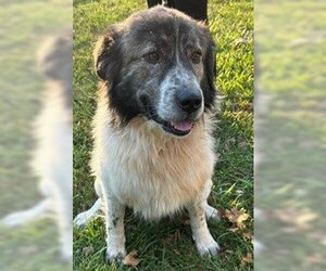 Hank - Male English Shepherd-Great Pyrenees Mix Dog for Adoption - Photo #3