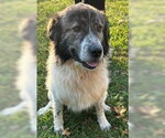 Small Photo #3 English Shepherd-Great Pyrenees Mix Puppy For Sale in Newfoundland, PA, USA