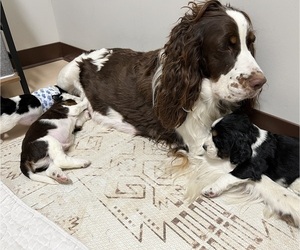 Mother of the English Springer Spaniel puppies born on 01/24/2025