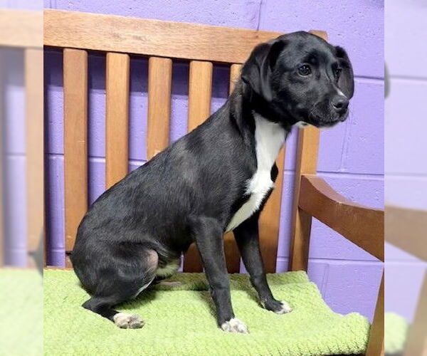 Medium Photo #3 Dachsador Puppy For Sale in Genesee, WI, USA