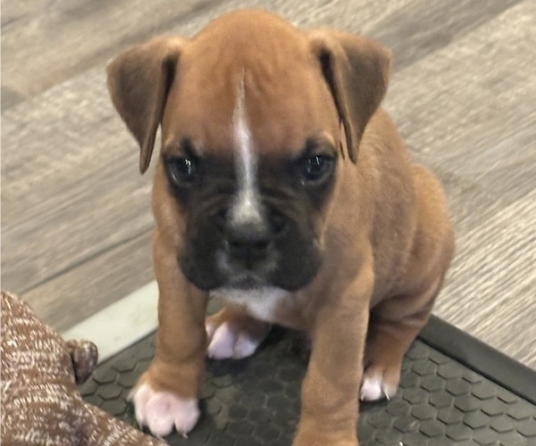 Medium Photo #6 Boxer Puppy For Sale in YORK, SC, USA